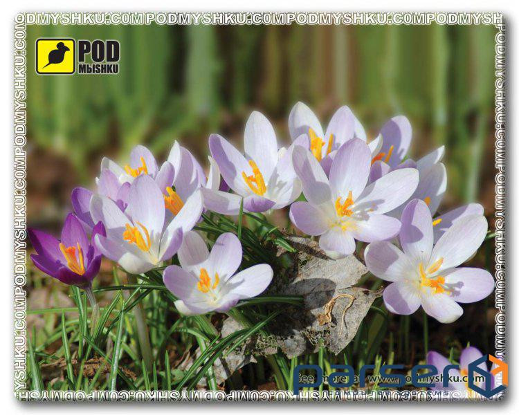 Килимок для мишки Pod Mishkou Весна Крокуси 